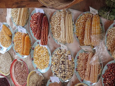 LVC SEAF condena la reciente criminalización del intercambio de semillas tradicionales en Tanzania
